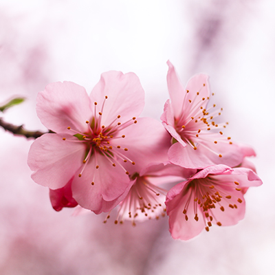 桜プラン(個別立会い火葬)